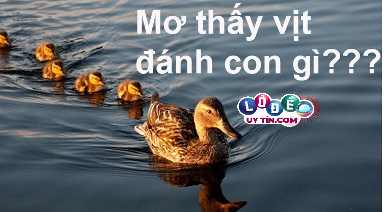 Mơ thấy vịt đánh con gì, số nào dễ trúng nhất? 21 Mơ thấy vịt đánh con gì, số nào dễ trúng nhất?