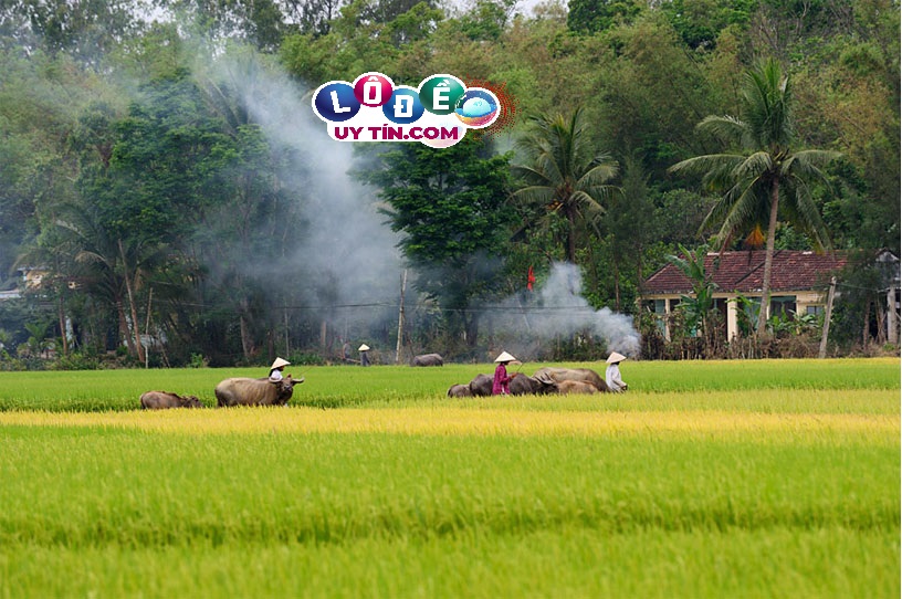 Nằm mơ về quê đánh con gì, là điềm báo gì? 27 Nằm mơ về quê đánh con gì, là điềm báo gì?