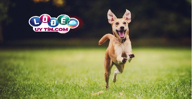 Mơ thấy chó là điềm lành hay dữ, nên đánh số nào 30 Mơ thấy chó là điềm lành hay dữ, nên đánh số nào