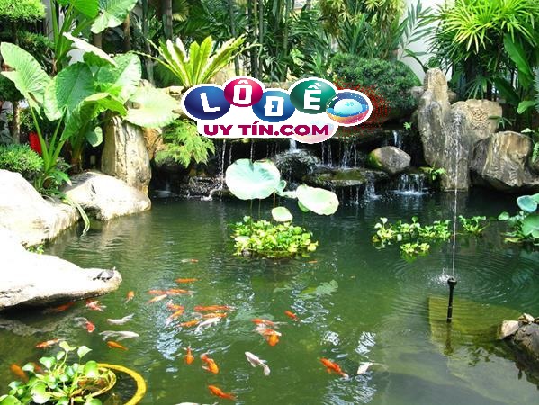 Giải mã nằm mơ thấy hồ cá là tốt hay xấu? Nên đánh con gì? 30 Giải mã nằm mơ thấy hồ cá là tốt hay xấu? Nên đánh con gì?