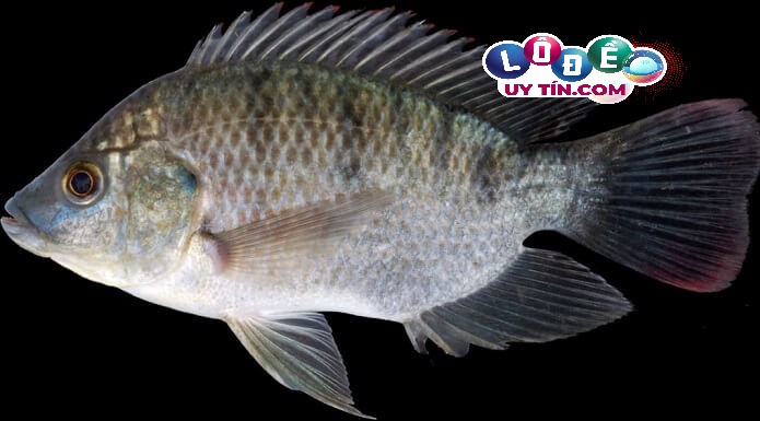 Nằm mơ thấy cá rô phi đánh con gì dễ trúng? Là điềm gì 18 Nằm mơ thấy cá rô phi đánh con gì dễ trúng? Là điềm gì