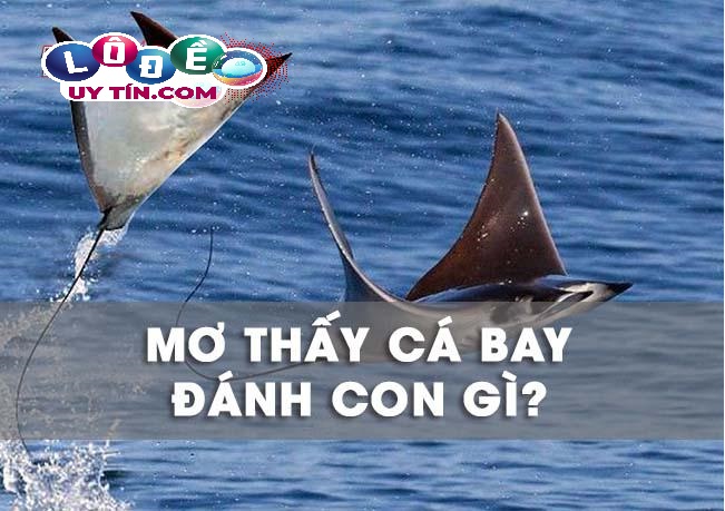 Nằm mơ thấy cá biết bay là tốt hay xấu, con số nào cho bạn? 27 Nằm mơ thấy cá biết bay là tốt hay xấu, con số nào cho bạn?