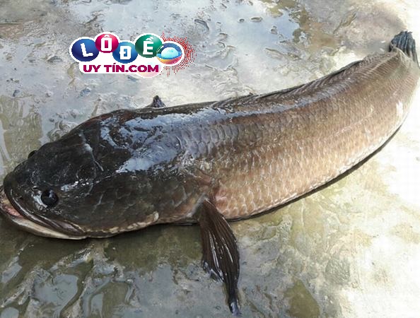 Nằm mơ thấy cá lóc nên đánh số mấy, là điềm gì? 17 Nằm mơ thấy cá lóc nên đánh số mấy, là điềm gì?