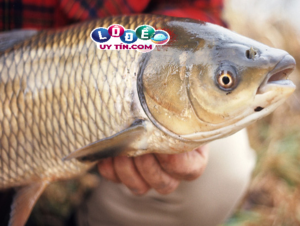 Giải mã mơ thấy cá trắm đánh con gì, là điềm gì 24 Giải mã mơ thấy cá trắm đánh con gì, là điềm gì