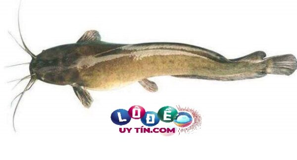 Nằm mơ thấy cá trê đánh số mấy, là điềm báo gì? 8 Nằm mơ thấy cá trê đánh số mấy, là điềm báo gì?