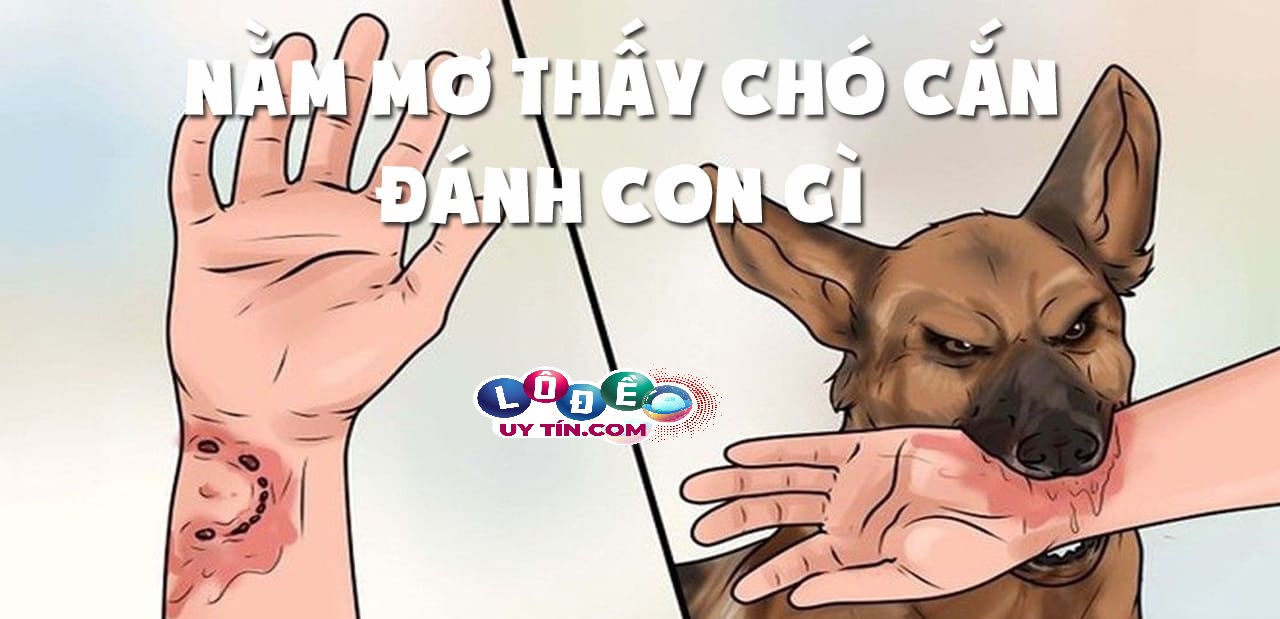 Mơ thấy chó cắn là điềm gì, đánh con gì dễ trúng nhất? 13 Mơ thấy chó cắn là điềm gì, đánh con gì dễ trúng nhất?