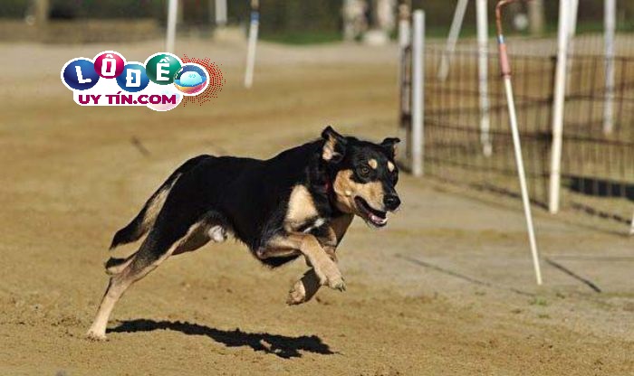 Nằm mơ thấy chó đuổi có phải điềm xấu không, đánh số nào? 21 Nằm mơ thấy chó đuổi có phải điềm xấu không, đánh số nào?