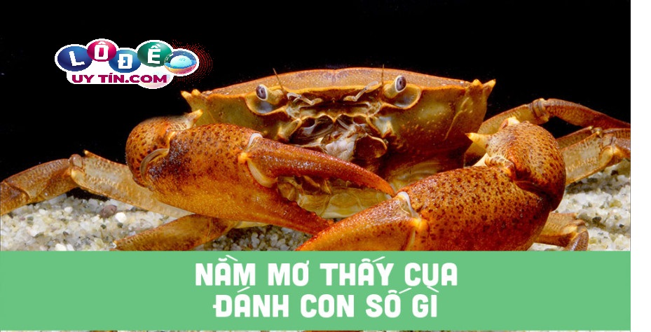 Nằm mơ thấy cua đánh con gì? Ý nghĩa chiêm bao thấy con cua 12 Nằm mơ thấy cua đánh con gì? Ý nghĩa chiêm bao thấy con cua