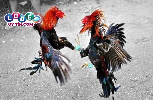 Mơ thấy gà đá nhau đánh con gì dễ ăn nhất? Là điềm báo gì? 12 Mơ thấy gà đá nhau đánh con gì dễ ăn nhất? Là điềm báo gì?