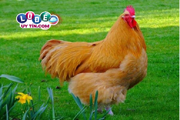 Chiêm bao mơ thấy gà có ý nghĩa gì, đánh số bao nhiêu? 27 Chiêm bao mơ thấy gà có ý nghĩa gì, đánh số bao nhiêu?