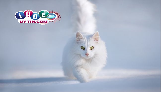 Mơ thấy mèo trắng có ý nghĩa gì, đánh con gì? 1 Mơ thấy mèo trắng có ý nghĩa gì, đánh con gì?