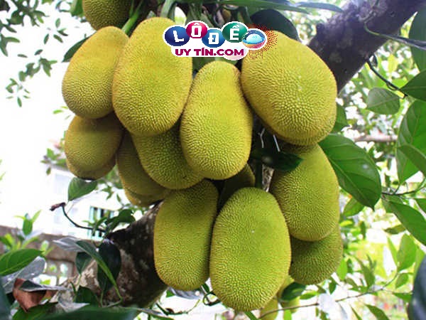 Chiêm bao mơ thấy quả mít có ý nghĩa gì? Đánh số gì rực rỡ? 13 Chiêm bao mơ thấy quả mít có ý nghĩa gì? Đánh số gì rực rỡ?