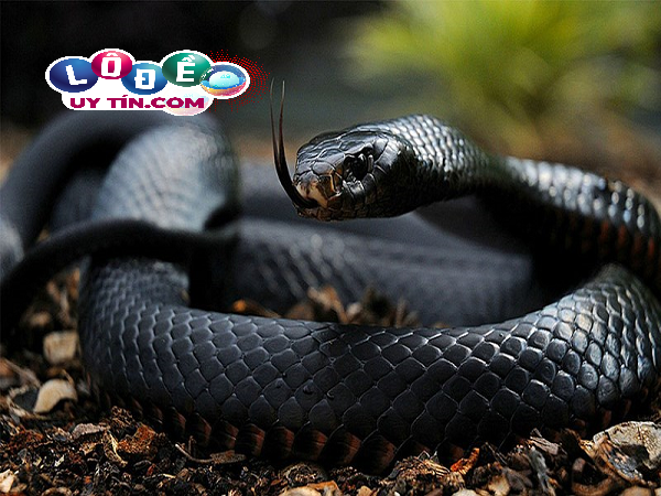 Mơ thấy rắn đen đánh con gì dễ trúng, là điềm báo gì? 16 Mơ thấy rắn đen đánh con gì dễ trúng, là điềm báo gì?