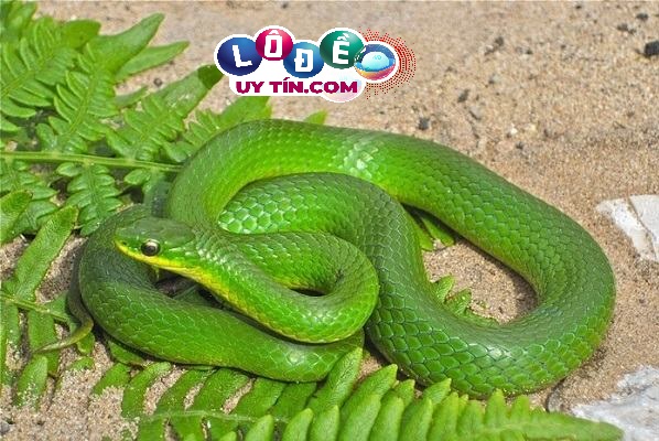 Nằm mơ thấy rắn xanh đánh con gì, điềm báo gì? 10 Nằm mơ thấy rắn xanh đánh con gì, điềm báo gì?