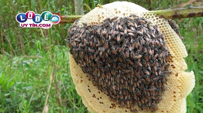 Nằm mơ thấy ong có ý nghĩa gì? Giải mã giấc mơ thấy ong 20 Nằm mơ thấy ong có ý nghĩa gì? Giải mã giấc mơ thấy ong