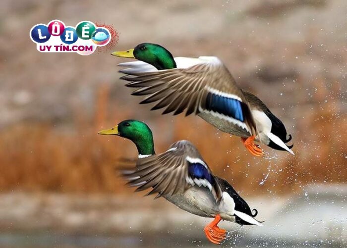 Giải mã giấc mơ thấy vịt trời: Nằm mơ thấy vịt trời đánh con gì? 19 Giải mã giấc mơ thấy vịt trời: Nằm mơ thấy vịt trời đánh con gì?