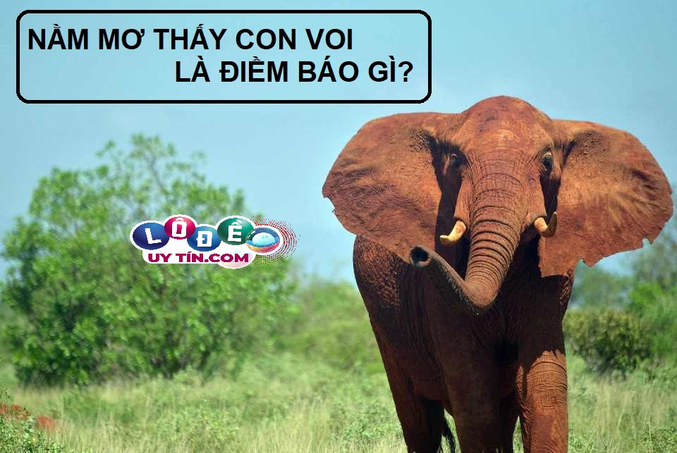 Ngủ mơ thấy voi là điềm báo gì? Chiêm bao về loài vật to lớn 12 Ngủ mơ thấy voi là điềm báo gì? Chiêm bao về loài vật to lớn