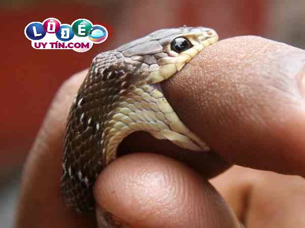 Mơ thấy rắn cắn đánh con gì dễ trúng, là điềm lành hay dữ? 16 Mơ thấy rắn cắn đánh con gì dễ trúng, là điềm lành hay dữ?