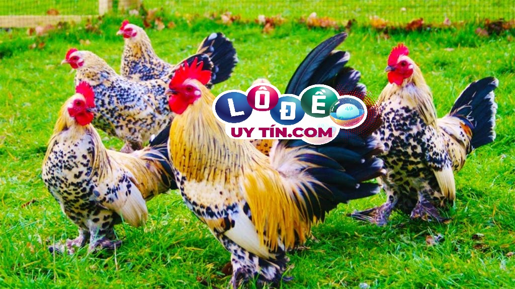 Nằm mơ thấy gà trống là điềm gì, đánh con gì trúng lớn? 18 Nằm mơ thấy gà trống là điềm gì, đánh con gì trúng lớn?