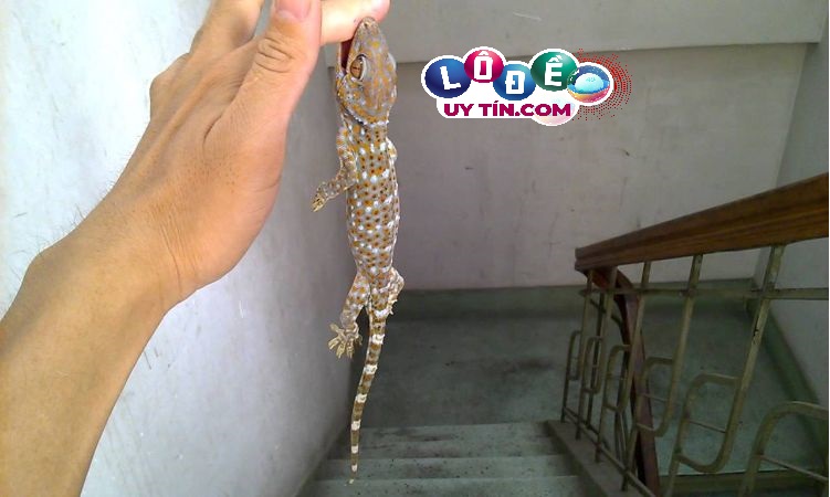 Mơ thấy tắc kè đánh con gì dễ ăn - Giải mã giấc mơ 23 Mơ thấy tắc kè đánh con gì dễ ăn - Giải mã giấc mơ