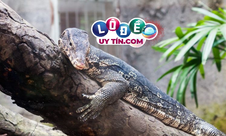 Mơ thấy kỳ đà là điềm báo gì? Đánh số nào dễ ăn? 30 Mơ thấy kỳ đà là điềm báo gì? Đánh số nào dễ ăn?