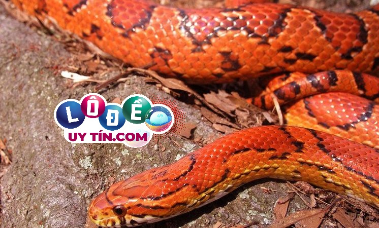 Mơ thấy rắn đỏ mang lại điềm báo gì, đánh con số gì? 31 Mơ thấy rắn đỏ mang lại điềm báo gì, đánh con số gì?