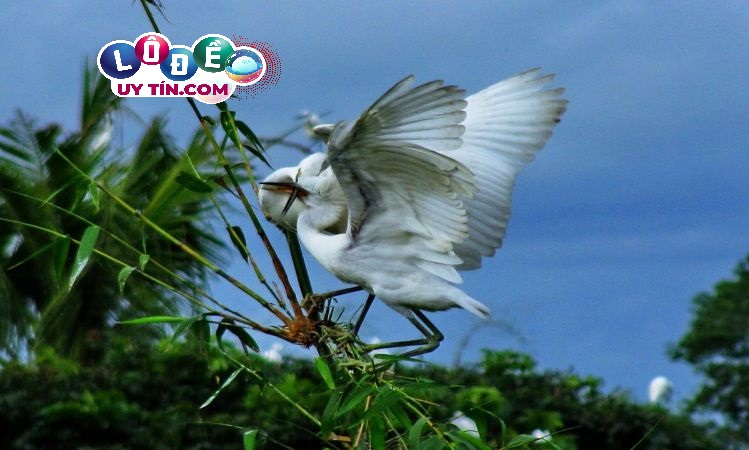 Mơ thấy con cò có ý nghĩa gì ? Con số nào may mắn? 13 Mơ thấy con cò có ý nghĩa gì ? Con số nào may mắn?