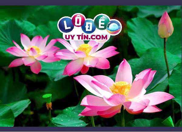 Mơ thấy hoa sen đánh con gì, là điềm báo tốt hay xấu? 21 Mơ thấy hoa sen đánh con gì, là điềm báo tốt hay xấu?