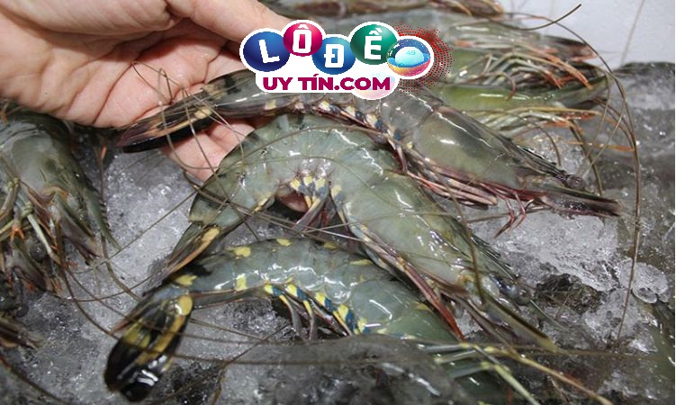 Nằm mơ thấy bắt tôm là điềm gì, đánh con gì đẹp nhất? 16 Nằm mơ thấy bắt tôm là điềm gì, đánh con gì đẹp nhất?