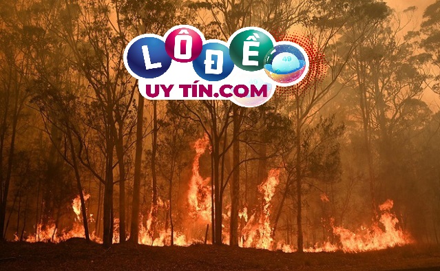 Mơ thấy cháy rừng báo điềm gì, đánh con số gì? 23 Mơ thấy cháy rừng báo điềm gì, đánh con số gì?