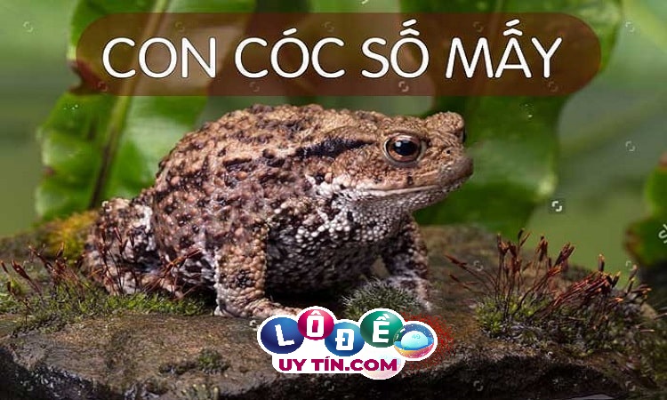 Mơ thấy cóc có ý nghĩa gì, đánh con gì để trúng? 32 Mơ thấy cóc có ý nghĩa gì, đánh con gì để trúng?