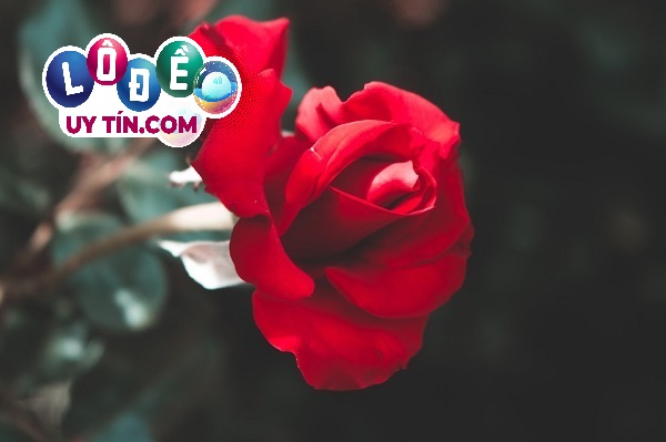 Giải mã ý nghĩa giấc mơ thấy hoa hồng đánh con gì chuẩn? 8 Giải mã ý nghĩa giấc mơ thấy hoa hồng đánh con gì chuẩn?