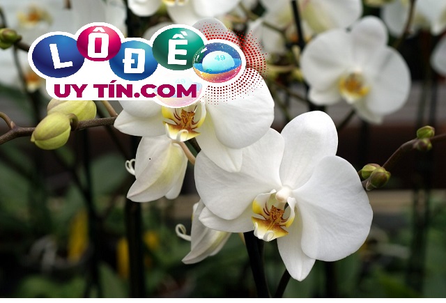 Mơ thấy hoa lan là điềm gì, đánh con số gì dễ trúng? 29 Mơ thấy hoa lan là điềm gì, đánh con số gì dễ trúng?