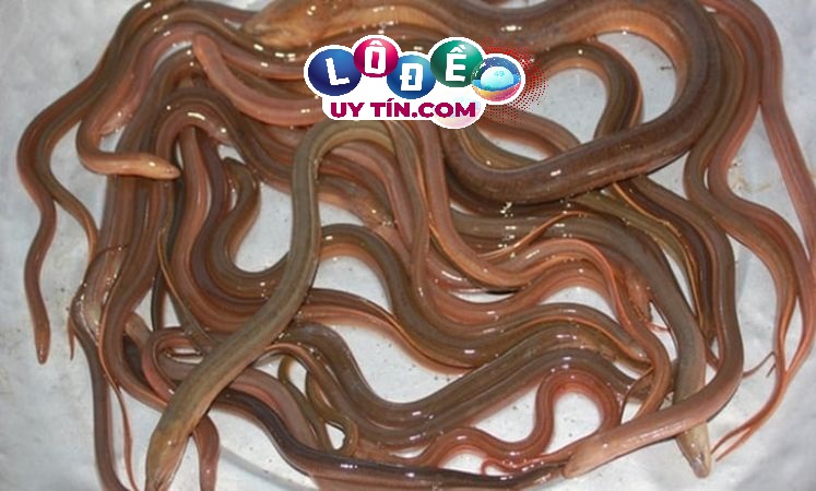 Mơ thấy lươn đánh con gì chuẩn nhất? Giải mã giấc mơ 30 Mơ thấy lươn đánh con gì chuẩn nhất? Giải mã giấc mơ