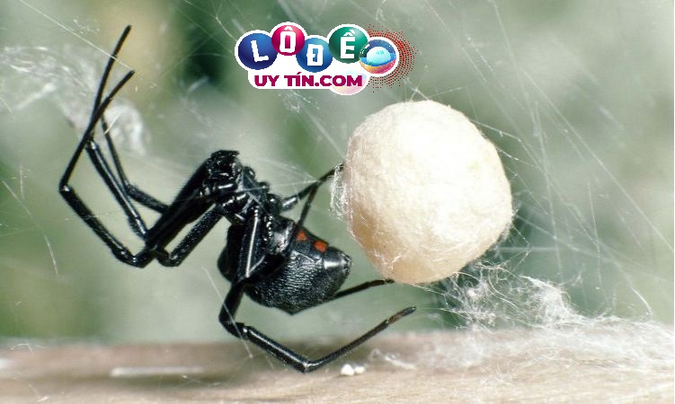 Giải mã mơ thấy nhện là điềm gì, đánh số nào chuẩn? 10 Giải mã mơ thấy nhện là điềm gì, đánh số nào chuẩn?