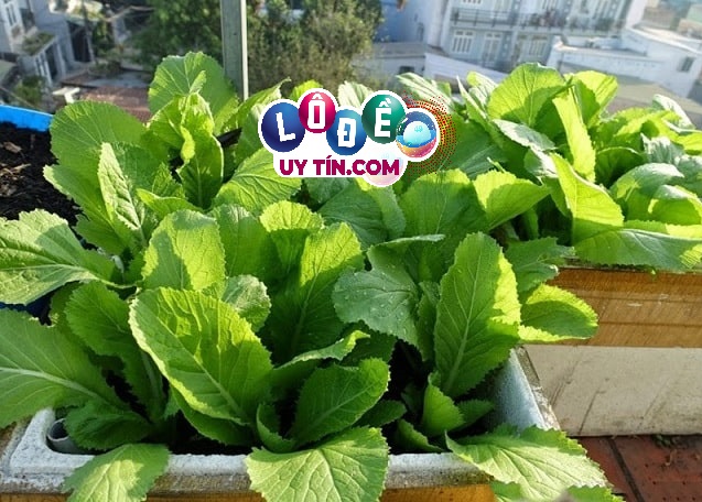 Nằm mơ thấy rau cải đánh con gì, có ý nghĩa gì? 12 Nằm mơ thấy rau cải đánh con gì, có ý nghĩa gì?