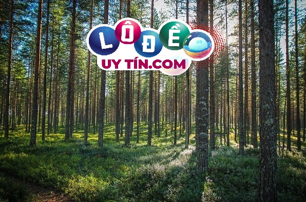 Giải mã giấc mơ thấy rừng cây đánh con gì may mắn 20 Giải mã giấc mơ thấy rừng cây đánh con gì may mắn