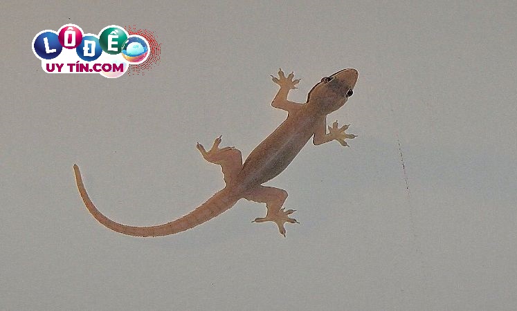 Nằm mơ thấy thằn lằn là điềm gì? Nên đánh con gì? 18 Nằm mơ thấy thằn lằn là điềm gì? Nên đánh con gì?