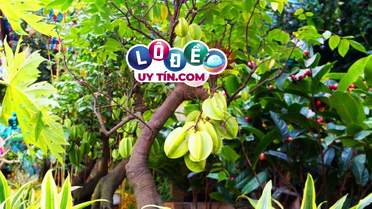 Nằm mơ thấy cây khế, quả khế là điềm gì, đánh con gì? 8 Nằm mơ thấy cây khế, quả khế là điềm gì, đánh con gì?