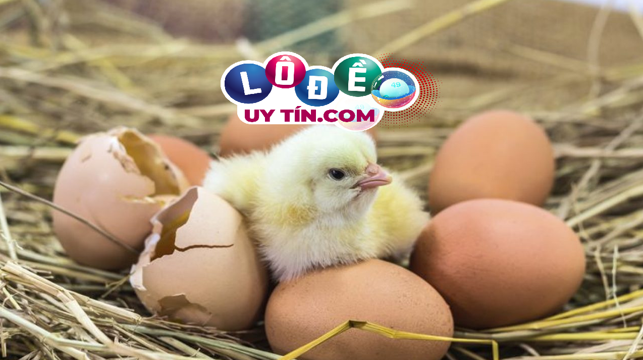 Mơ thấy trứng gà đánh con gì, điềm báo là gì? 6 Mơ thấy trứng gà đánh con gì, điềm báo là gì?