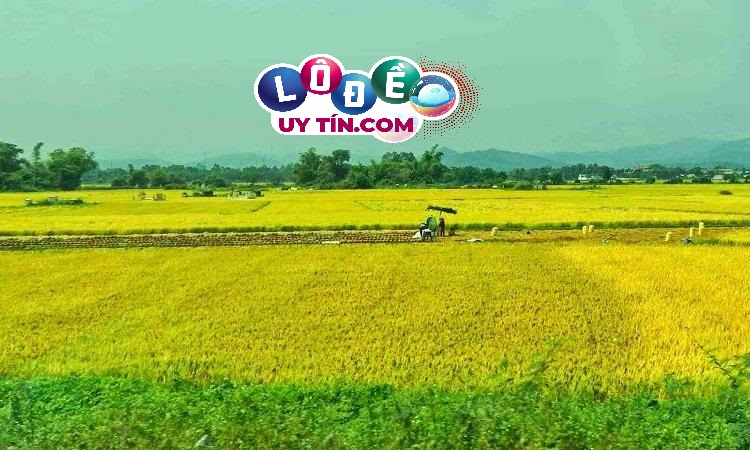 Mơ thấy cánh đồng lúa dự báo điềm gì, đánh con số gì? 24 Mơ thấy cánh đồng lúa dự báo điềm gì, đánh con số gì?