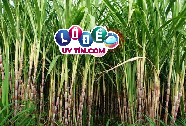 Nằm mơ thấy cây mía là điềm báo gì, đánh con gì? 25 Nằm mơ thấy cây mía là điềm báo gì, đánh con gì?
