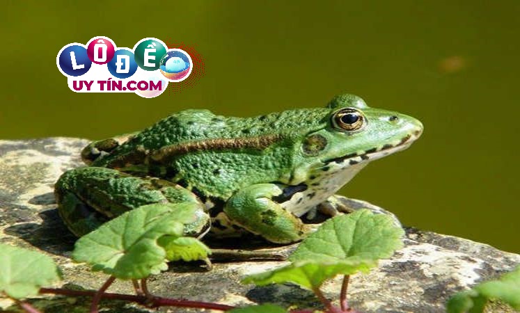 Chiêm bao mơ thấy ếch điềm lành hay dữ, đánh con gì? 24 Chiêm bao mơ thấy ếch điềm lành hay dữ, đánh con gì?