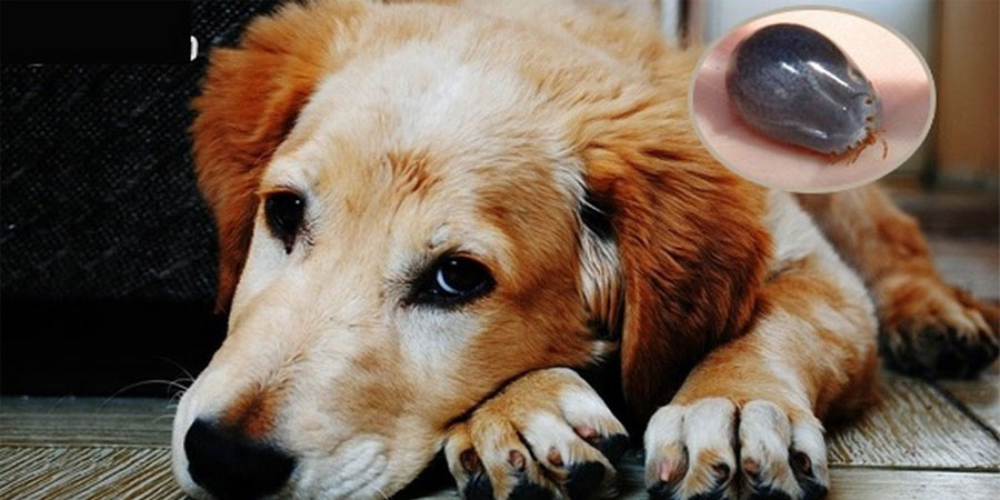 Mơ Bắt Rận Cho Chó – Giải Mã Điềm Báo Xấu & Tốt Sắp Xảy Đến 23 Mơ Bắt Rận Cho Chó – Giải Mã Điềm Báo Xấu & Tốt Sắp Xảy Đến