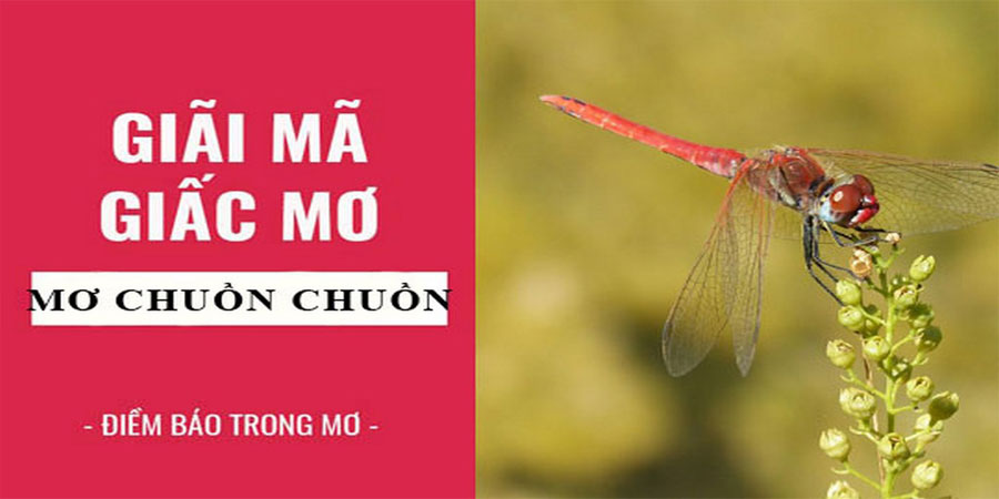 Mơ Chuồn Chuồn - Ý Nghĩa Tâm Linh Và Con Số Ứng Nghiệm 25 Mơ Chuồn Chuồn - Ý Nghĩa Tâm Linh Và Con Số Ứng Nghiệm