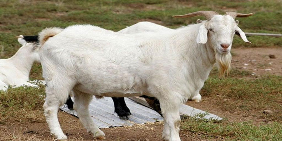 Mơ Con Dê - Trường Hợp Này Nên Đánh Con Gì Dễ Trúng? 17 Mơ Con Dê - Trường Hợp Này Nên Đánh Con Gì Dễ Trúng?