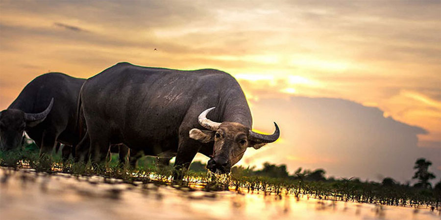 Mơ Dắt Trâu - Luận Giải Số Mơ Đánh Lô Đề Trúng Thưởng Lớn 27 Mơ Dắt Trâu - Luận Giải Số Mơ Đánh Lô Đề Trúng Thưởng Lớn