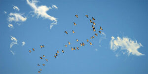 Mơ Chim Bay Đánh Con Gì? Giải Mã Giấc Mơ Thấy Chim Bay 1 Mơ Chim Bay Đánh Con Gì? Giải Mã Giấc Mơ Thấy Chim Bay