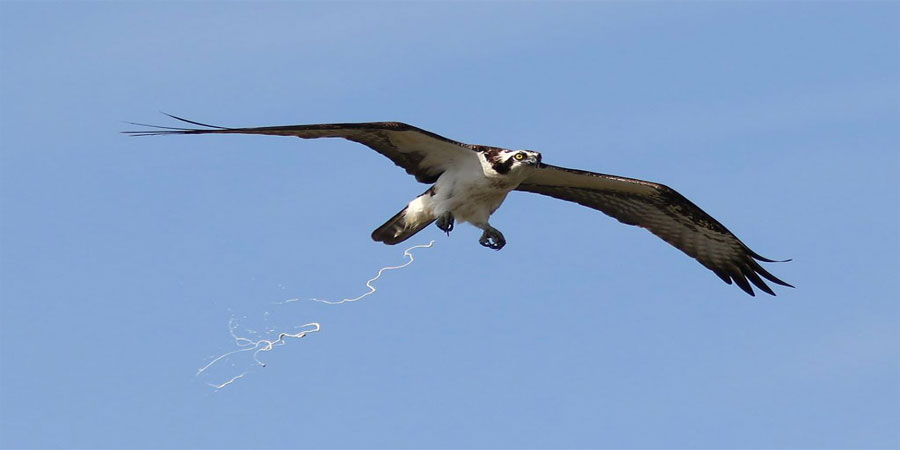 Mơ Chim Ỉa Vào Người Là Điềm Gì? Thông Tin Từ Những Giấc Mơ 12 Mơ Chim Ỉa Vào Người Là Điềm Gì? Thông Tin Từ Những Giấc Mơ