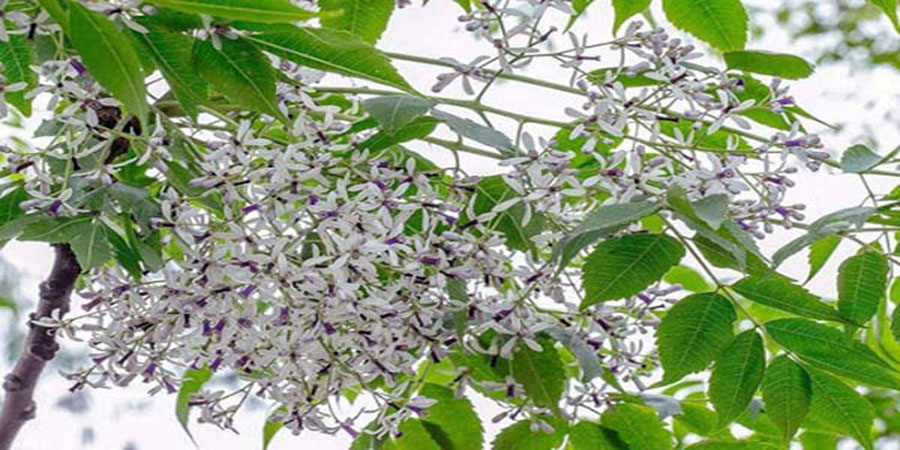 Mơ thấy cây chuối, cây khế, cây xoan thì đánh đề con gì 22 Mơ thấy cây chuối, cây khế, cây xoan thì đánh đề con gì